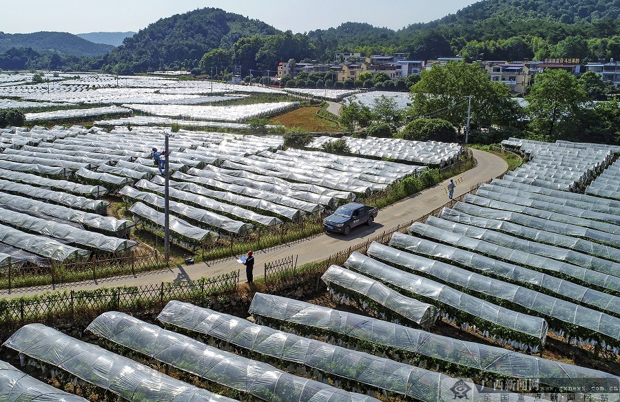 桂林市全州县才湾镇毛竹山村丰收节里笑声欢