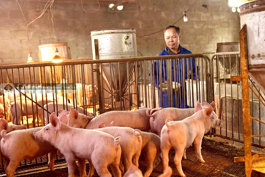 到300元左右,猪肉,猪苗供应不再紧张,生猪生产已经恢复到往年同期产能