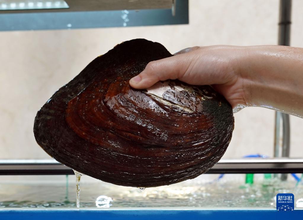 9月23日在上海海洋大学拍摄的淡水珍珠蚌新品种三角帆蚌"申浙3号".