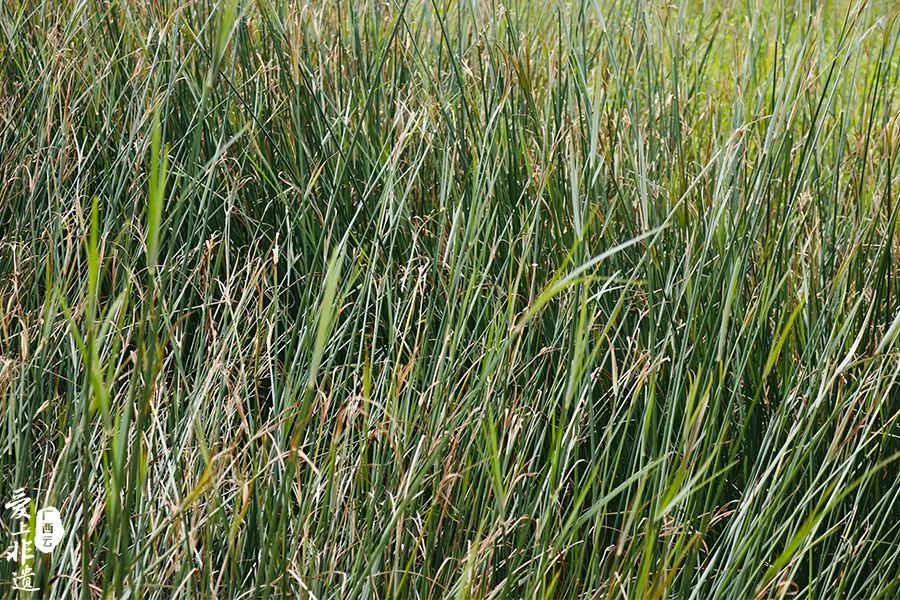 图为席草,俗称石草,古称蔺,其茎内充满白色髓心,坚韧而有弹性,适用于