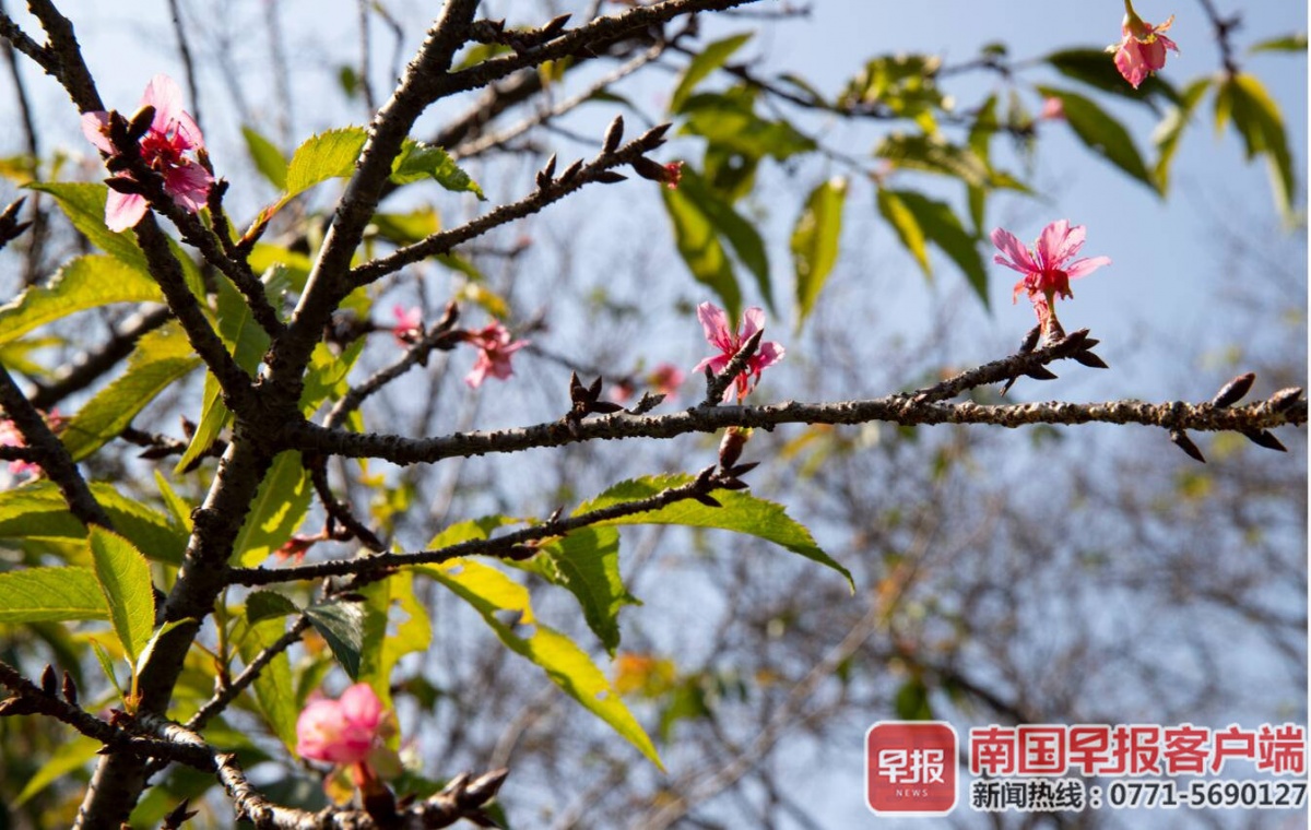 南宁石门公园樱花反季绽放-广西新闻网