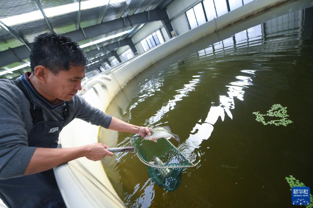 養殖園的工廠化車間內,工作人員在查看育苗桶內存留的種魚生長情況