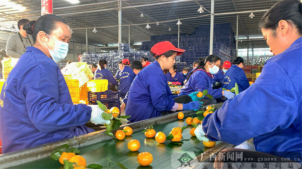 周记合作社的选果工人将机选后的柑橘再次进行人工筛选，确保整体质量。