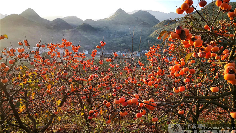 数智赋能铺就瑶乡致富路恭城月柿直播网销走四方