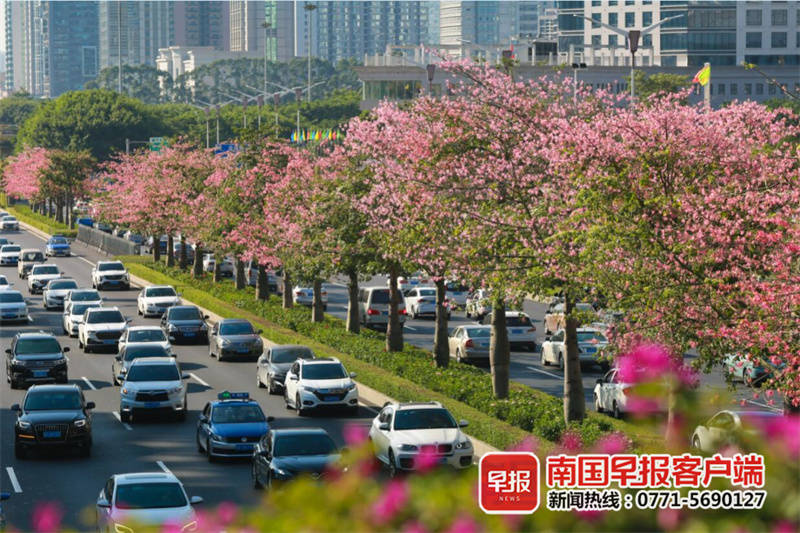 南宁"美人树"开花了,粉色花街惊艳全城!快去打卡