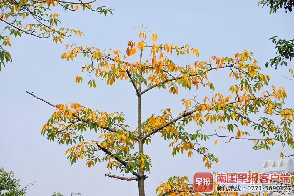 木棉叶黄南宁厢竹大道镶金边