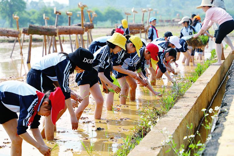 南宁邕宁区第二小学教育集团蒲津校区感受农耕文化