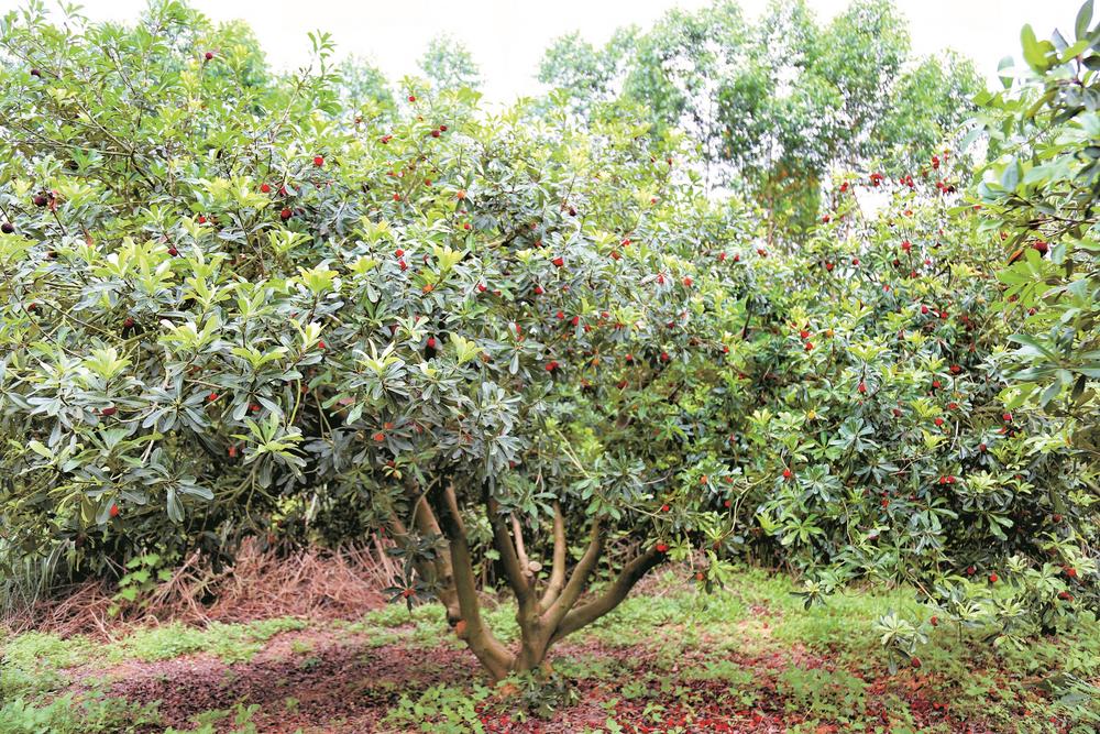 炎炎夏日 在钦州遇见 "梅" 好-广西新闻网